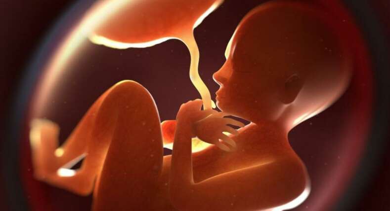 placenta with fetus