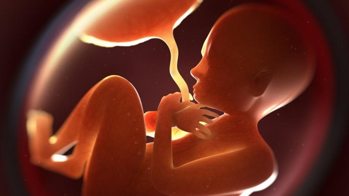 placenta with fetus